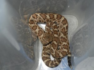 Abducted baby rattlesnake having it's mind blown