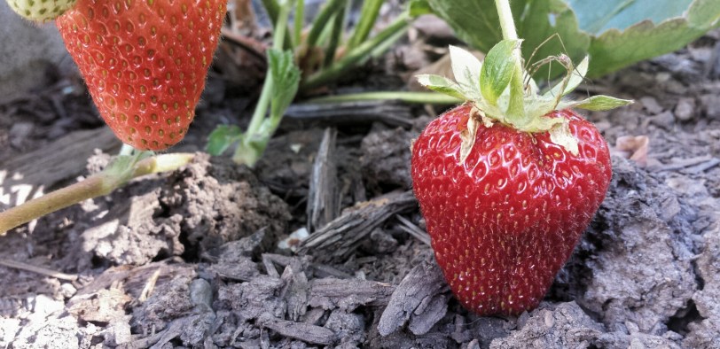 Not as big as "the big one"