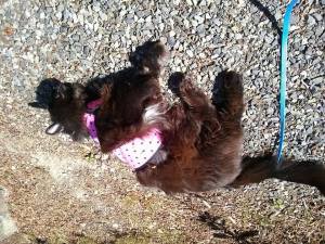 This is the cat. On her leash.