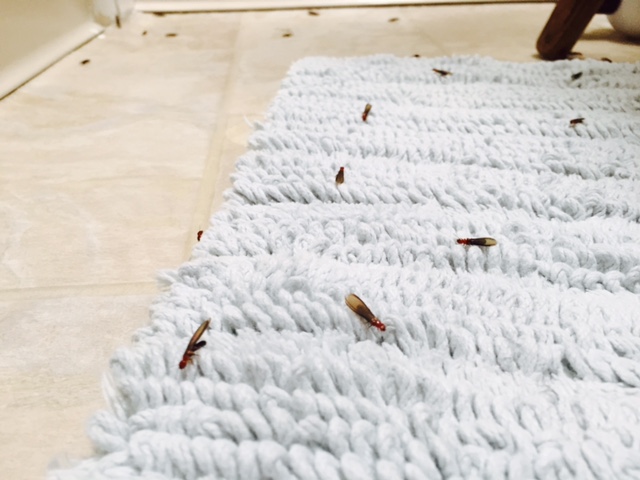 Well it must be summer...