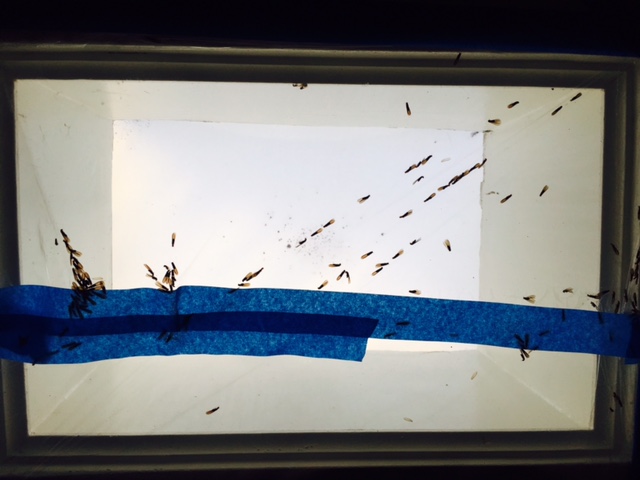 Take that you winged freaks.