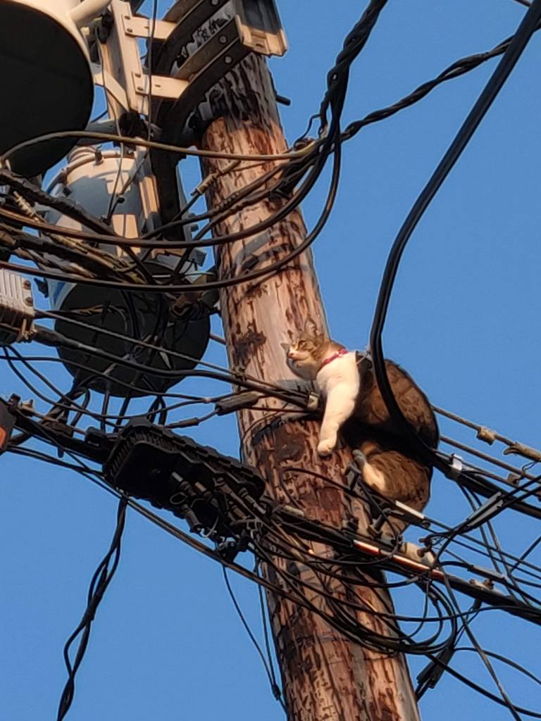 cat stuck on utility wire